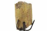 Fossil Hadrosaur Rib Section w/ Metal Stand - South Dakota #378576-2